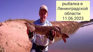 рыбалка в Ленинградской области 11.06.2023