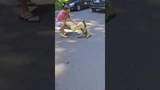 This man saved sloth life from the danger 🥺 #shorts