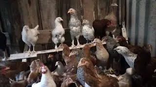 Обучаем петухов кукарекать! Наше хозяйство подросло