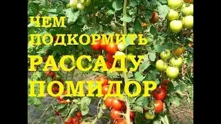 Чем подкормить рассаду помидор