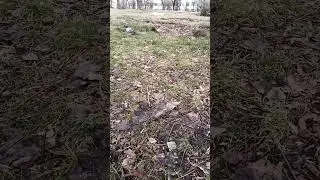 Кормление голубя тыквенным семечками, только очищенными