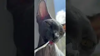 Teffy and Food🫶 #сфинкс и сливки! #sphynx #cat #shortsvideo #funny #kitten #hairlesscat #cute #asmr