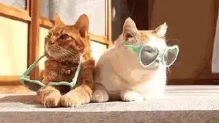 Смешные коты;опа гамно стайл