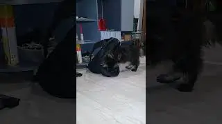 #котохаус Первый раз в первый класс 🌐