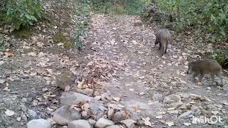 Wild Boar in India