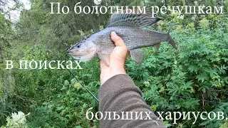 По болотным речушкам в поисках больших хариусов.Часть первая.