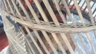 Chicken Parent Suddenly Malignant