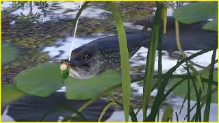 Pike Szczupak Russian Fishing 4 Old Burg | rf4 spot 348