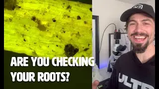 Come Check My Roots With Me!! - AMF on Asparagus 2024