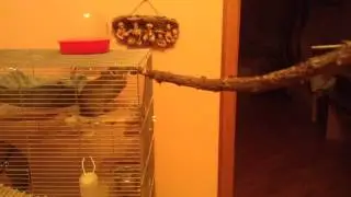 Degu - big hit