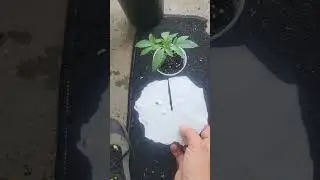 Transplant while reducing stress - simple trick!