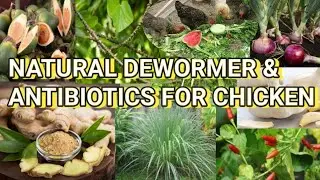 Natural Dewormer and Antibiotics for Chicken