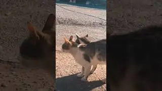 #мяу#котики#Ласка#Няу#кошки#мяу#cat
