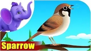 Sparrow | Song on birds | 4K | Appu Series