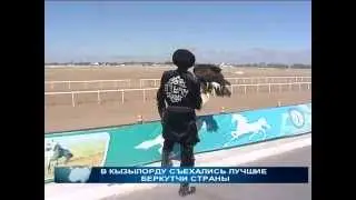 Гордые птицы - беркуты ловят тушу лисы, кроликов и шакала в Кызылорде