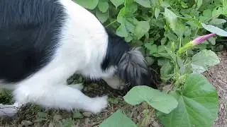 это охотиться моя собачка