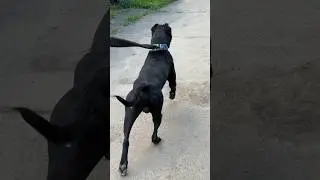 Король обходит владения🔥 #щенки #pitbull #питбультерьер #питбуль #americanpitbullterrier #pitbul