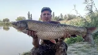 A very effective rig for grass carp. 