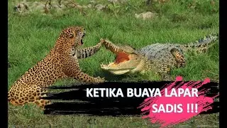 KEGANASAN BUAYA SAAT MENYERANG MANGSANYA