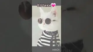 версия:котики💗 #котики #рекомендации #capcut #shorts #youtubeshorts #youtube #явернулась