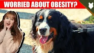 DO BERNESE MOUNTAIN DOG HAVE OBESITY PROBLEMS?