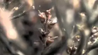 Sahara Resurrection Plant