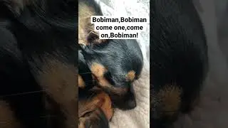 True vibes! #chorkie #dog #clover #dancesong #cat #cutepuppy #dancesongs #blowup #puppy #sleepydog