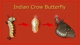 Common Crow Butterfly Life Cycle