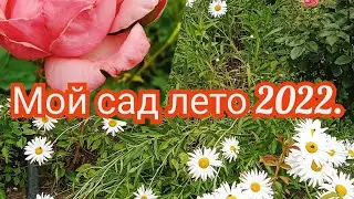 Мой сад лето жара 2022 г.#цветоводство ,#цветы ,#лето,#сад ,#садовые цветы
