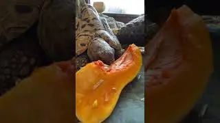MUKBANG FAIL! LOOKS LIKE SOMEONE ISN'T HUNGRY! 