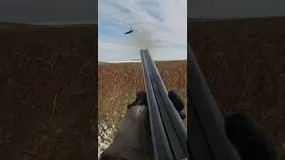 Pheasant shoot out 