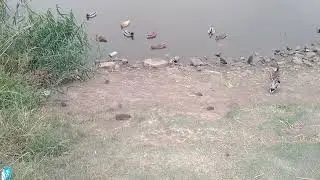 крысиная семья и утки