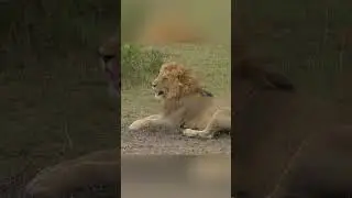 THIS TIGER ASKS FOR HELP, BUT THEN... #shorts