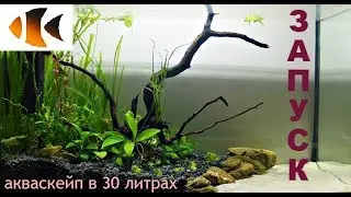 Акваскейп в 30 литрах 