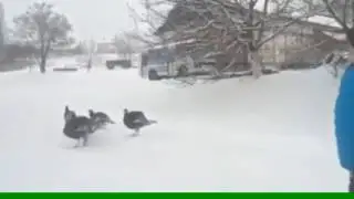 Віруючі індики