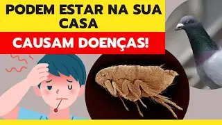 As Top 10 Prejudiciais Pragas Urbanas que Encontram um Lar na Sua Residência