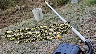 Learning about Yellow Jackets
