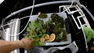 Biobox №6. Поход в лес за корягами и оформление аквариума.