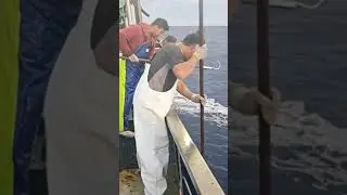 Tuna Fighting