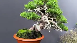 Patricia O’Connor, The Bonsai Balcony: The Pacific Bonsai Expo. A walk through with beautiful Bonsai