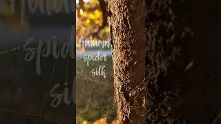 Spider silk with Senorita Font Cyrillic #шрифт #short #shortvideo #Shorts #cozy #autumn #font