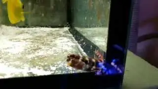 Собачка полосатая