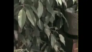 ФИКУС БЕНЖАМИНА