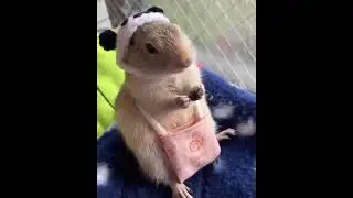 Squirrel eating from a pouch