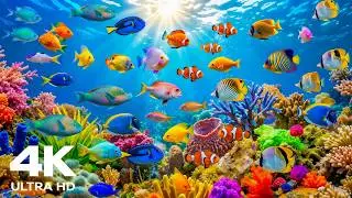 Relaxing Music The Best 4K Sea Animals for Relaxation ♫ Amazing 4K Ultra HDR