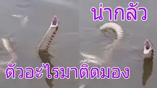 ปลามาจากไหน ใส่มองได้เป็นกระสอบ(มองขาด) มาดูกันค่ะ 1/4 EP308