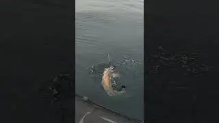 ТАКОЕ БЫВАЕТ 1 РАЗ В ЖИЗНИ #рыбалка #fishing #trout #fish
