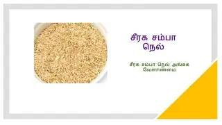 சீரக சம்பா நெல் இயற்கை முறையில்
