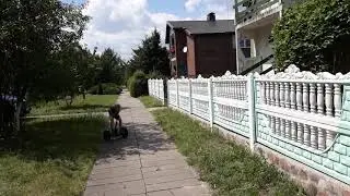 Миша катается на сигвее
