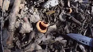 На прогулку за саркосцифой в Просто Ладозино